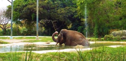 Most People Have No Idea You Can Spend The Night At This Awesome Florida Zoo