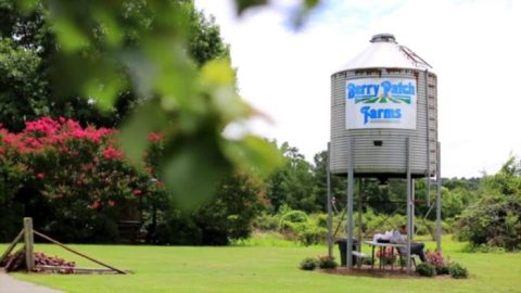 10 Places To Pick The Freshest, Juiciest Berries In Georgia This Summer