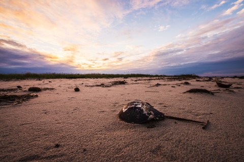 The Delaware Beach That’s Unlike Any Other In The World