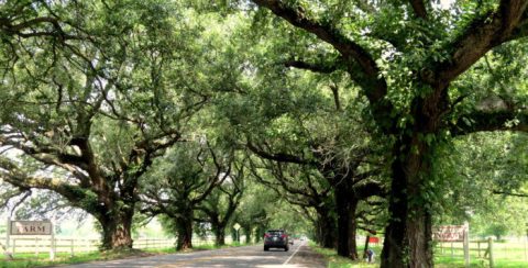 13 Out Of This World Summer Day Trips To Take In Louisiana