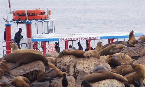 The Amazing Glass-Bottomed Boat Tour Near San Francisco Will Bring Out The Adventurer In You