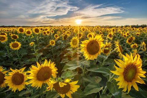 Most People Don't Know About This Magical Sunflower Field Hiding In Missouri