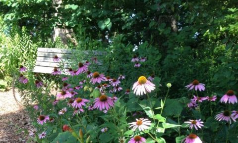 There's A Wildflower Garden Hiding On Top Of A Virginia Mountain And You Need To Visit