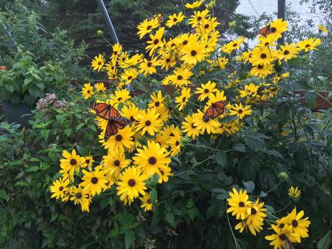 You’ll Want To Plan A Day Trip To Wisconsin’s Magical Butterfly House