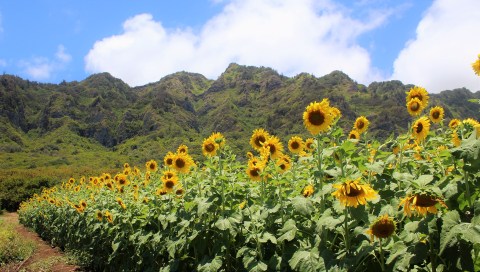 Most People Don't Know About This Magical Sunflower Field Hiding In Hawaii