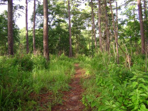 7 Forest Trails In Louisiana That Are Perfect For An Adventurous Summer Day