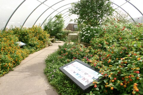 You’ll Want To Plan A Day Trip To Kansas’s Magical Butterfly House