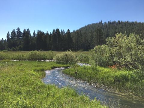 It's Impossible Not To Love This Breathtaking Wild Flower Trail In Northern California