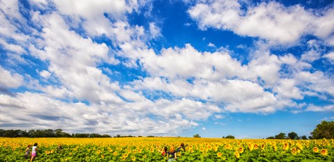 Most People Don't Know About This Magical Sunflower Field Hiding In Kansas