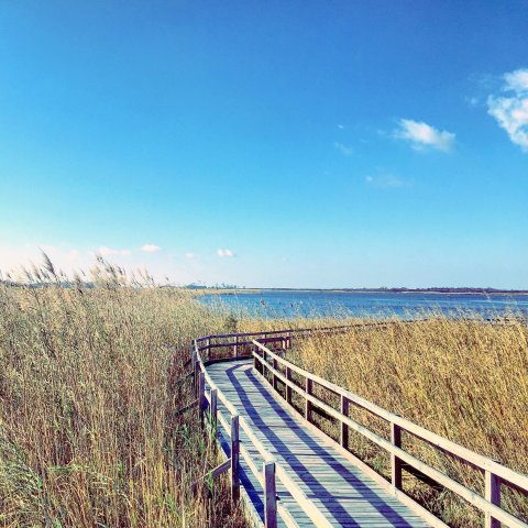 Virginia's Hidden Boardwalk Hike Will Take You Miles Away From It All This Summer