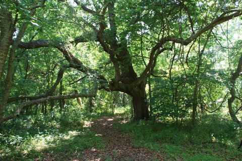 This Alabama Park Is One Of The South's Most Amazing Archaeological Sites