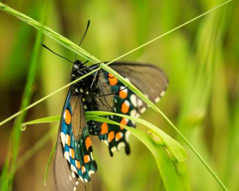 You’ll Want To Plan A Day Trip To Northern California’s Magical Butterfly House