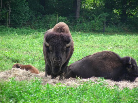 Not Many Know About This Exotic Animal Sanctuary Right Here In Maryland