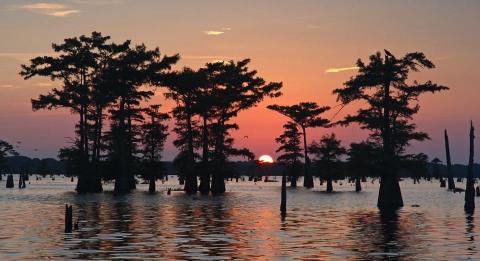 The One-Of-A-Kind Swamp Tour In Louisiana That'll Leave You Speechless