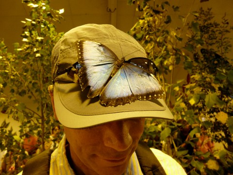 You’ll Want To Plan A Day Trip To Minnesota's Magical Butterfly House