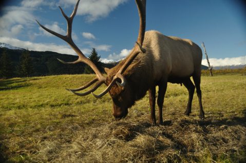 This Conservation Center Is One Of The Best Places To See Wildlife In All Of Alaska