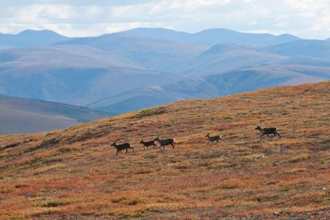 This Dreamy Road Trip Will Take You To The Best Fall Foliage In All Of Alaska