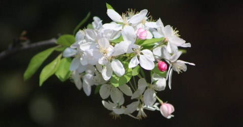 A Secret Butterfly Garden Is Hiding In North Carolina And You'll Want To Visit