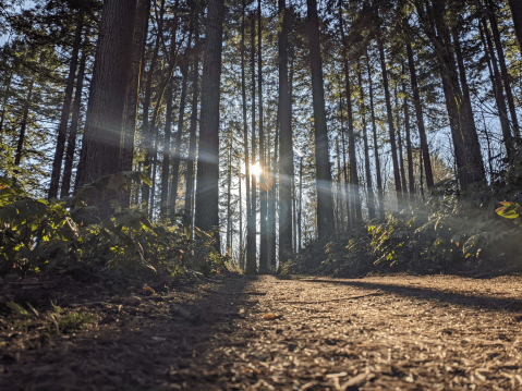 If There Are Only 5 Hikes You Ever Do In Portland, Make Them These