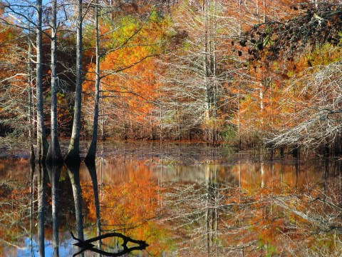 7 Short And Sweet Hikes In Mississippi With A Spectacular End View