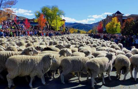 This Town In Idaho Holds A Parade For Sheep Every Year And It's Just As Weird As It Sounds