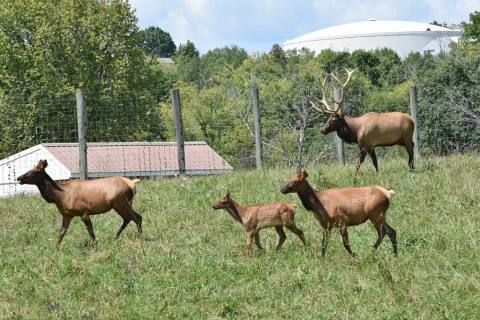 There's A Unique Wildlife Center Hidden In Kentucky And You'll Want To Check It Out