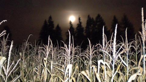 2 Haunted Corn Mazes in Portland That Will Give You Goosebumps