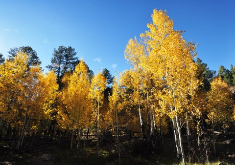 7 Short And Sweet Fall Hikes In Arizona With A Spectacular End View