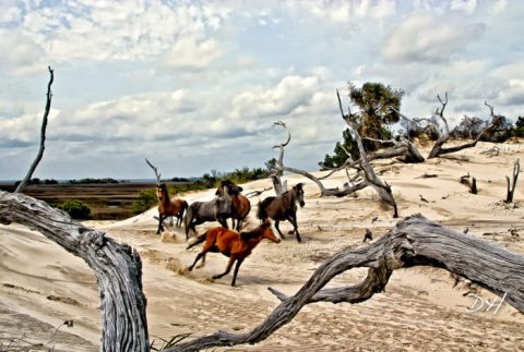 The Breathtaking National Park In Georgia Where You Can Watch Wild Horses Roam