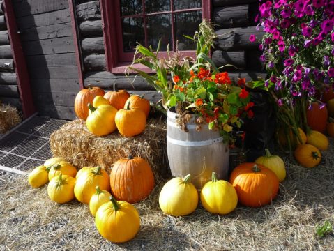 14 Alaskan Harvest Festivals You'll Want To Visit Year After Year