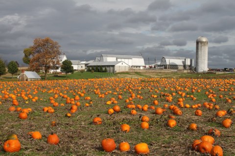 These 10 Charming Pumpkin Patches In Maryland Are Picture Perfect For A Fall Day