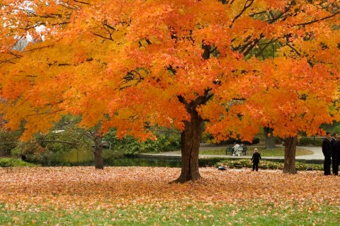 Here Are The Best Times And Places To View Fall Foliage In Kansas