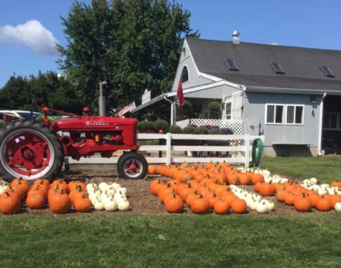 These 8 Charming Pumpkin Patches In Connecticut Are Picture Perfect For A Fall Day