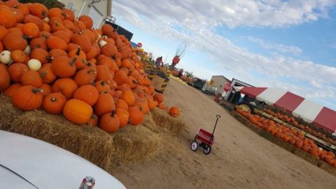 Most People Have No Idea This Amazing Farm Park In Colorado Even Exists