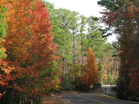 The One Hikeable Lake In Louisiana That's Simply Breathtaking In The Fall