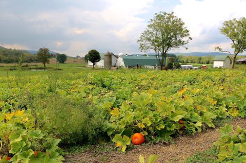 It's Not Fall Until You Visit The Largest Pumpkin Farm In New Jersey