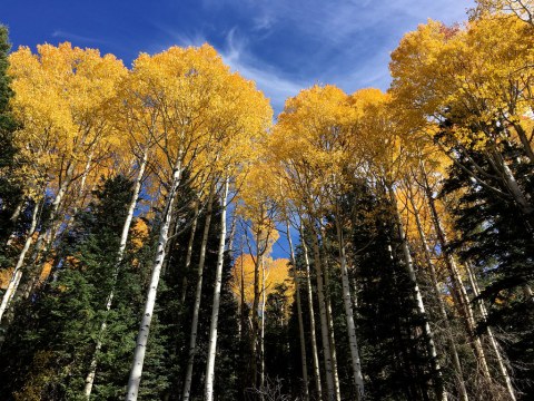 These 10 Beautiful Trails Showcase The Best Fall Colors In Arizona