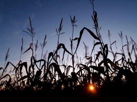 A Walk Through These Haunted Corn Mazes In Arizona Will Give You The Heebie-Jeebies