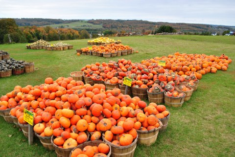 11 Ways To Make The Most Out Of Fall In Michigan