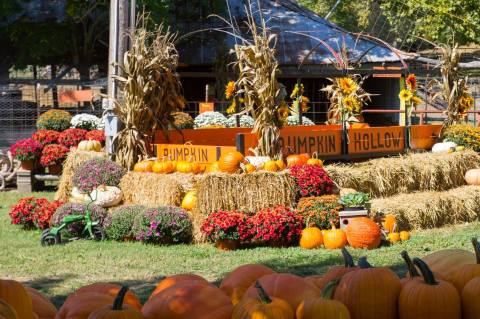 These 10 Charming Pumpkin Patches In Arkansas Are Picture Perfect For A Fall Day