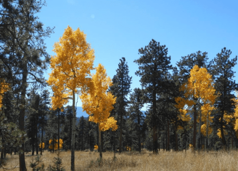 The Breathtaking Colorado Hike That Glows Gold Once A Year