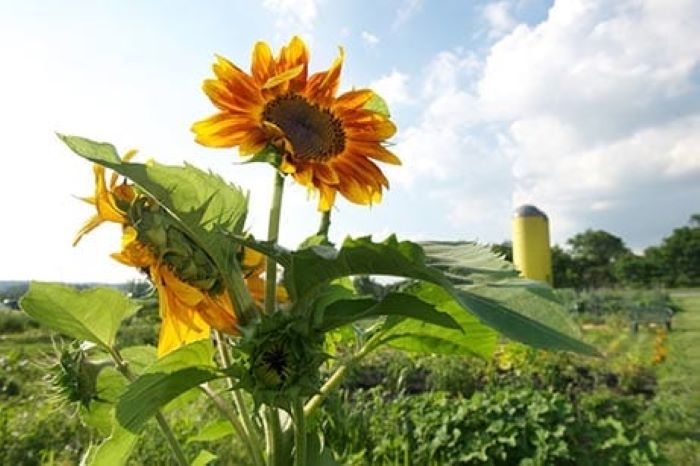 sunflowers in Louisville