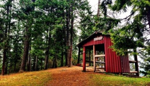 The One Trail In Idaho Where You Can Spot Hundreds Of Bald Eagles Once A Year