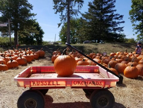 These 7 Charming Pumpkin Patches In Boston Are Picture Perfect For A Fall Day