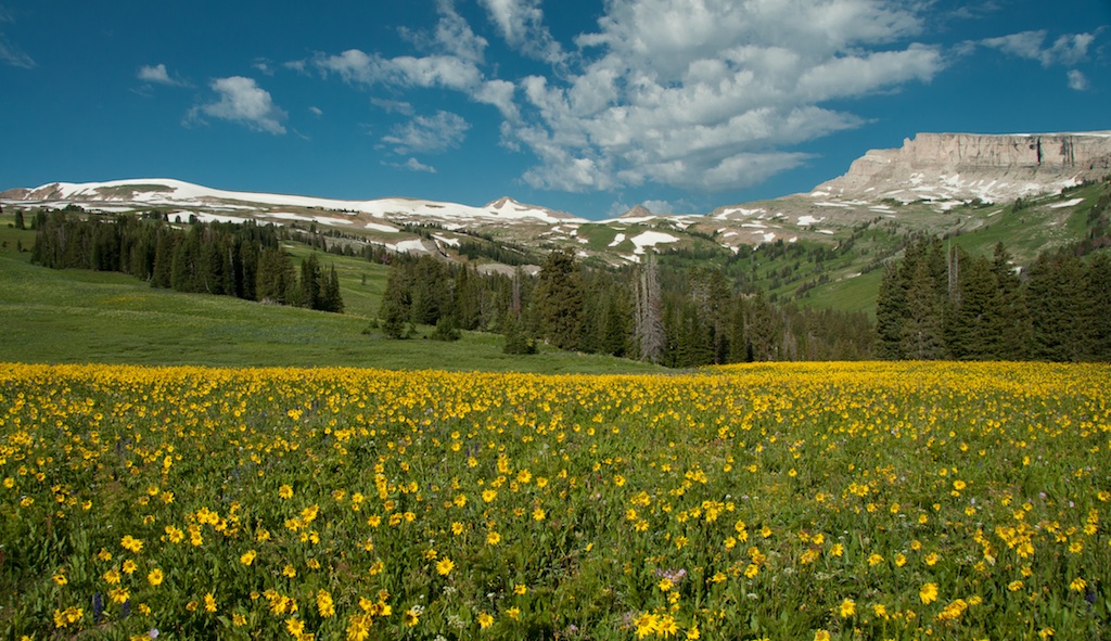 Wyoming banner image