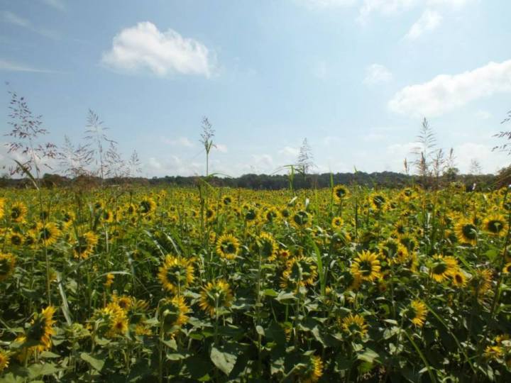 sunflowers in Louisville