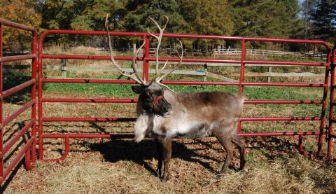 This Reindeer Farm In Georgia Will Positively Enchant You This Season