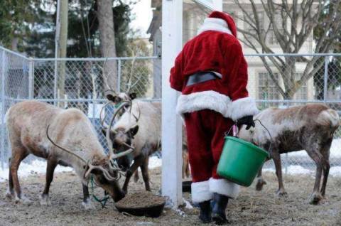 This Reindeer Festival In Connecticut Will Positively Enchant You This Season