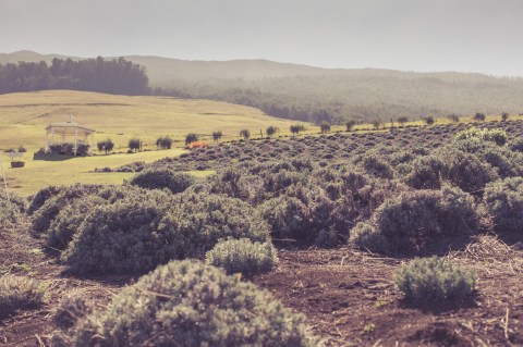 The Beautiful Lavender Farm Hiding In Plain Sight In Hawaii That You Need To Visit