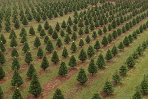 The One Magical Christmas Tree Farm To Visit In Hawaii This Season